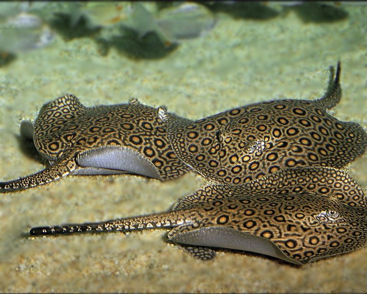 Win a Ocellate River Stingray ~ 10cm Dia! - Draw 9022